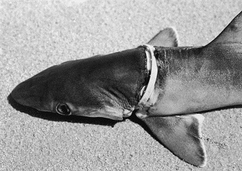 Brazilian sharpnose shark (Rhizoprionodon lalandii)
