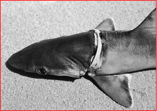 Brazilian sharpnose shark (Rhizoprionodon lalandii)