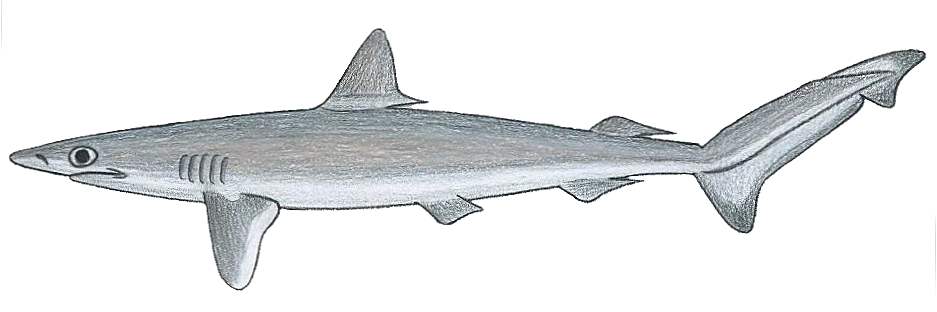 Brazilian sharpnose shark (Rhizoprionodon lalandii)