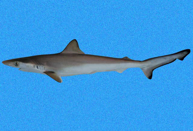 Brazilian sharpnose shark (Rhizoprionodon lalandii)