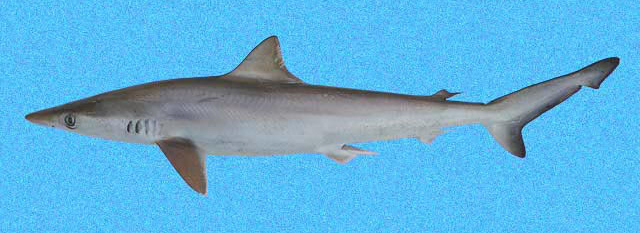 Brazilian sharpnose shark (Rhizoprionodon lalandii)