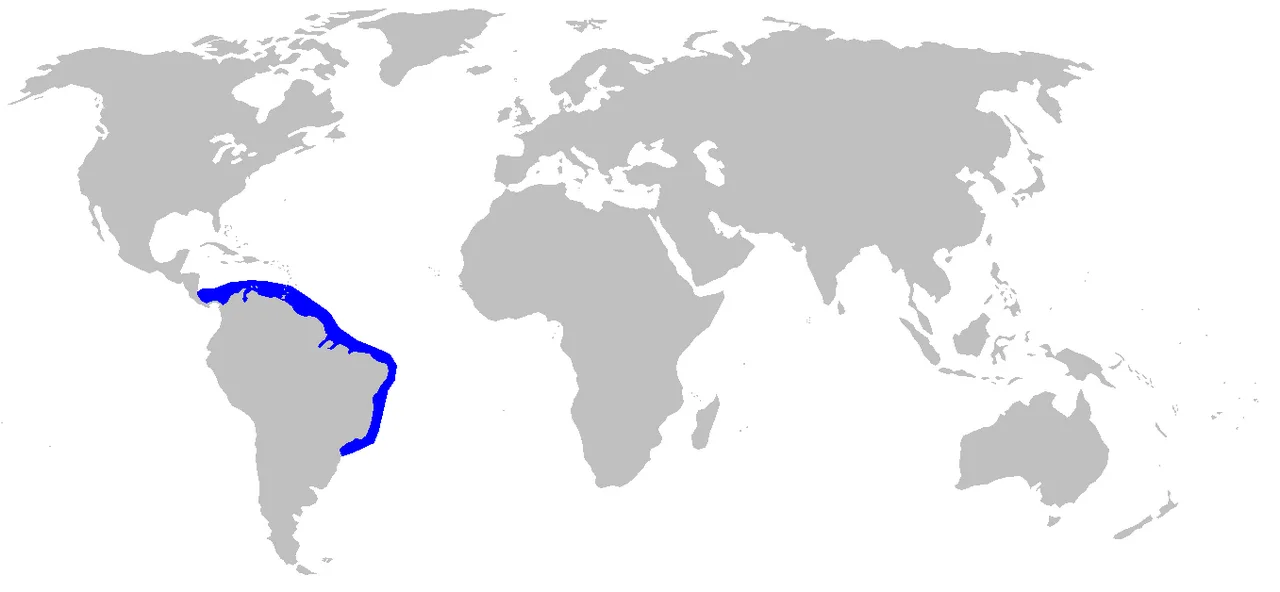 Brazilian sharpnose shark (Rhizoprionodon lalandii)