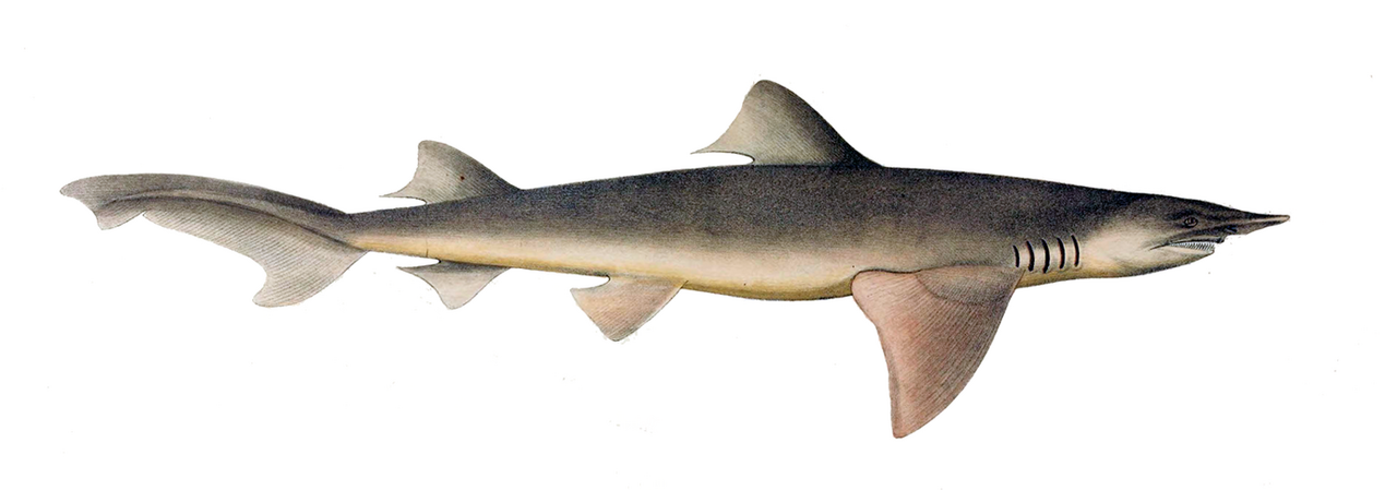 Broadfin shark (Lamiopsis temminckii)