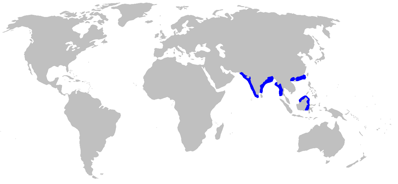Broadfin shark (Lamiopsis temminckii)