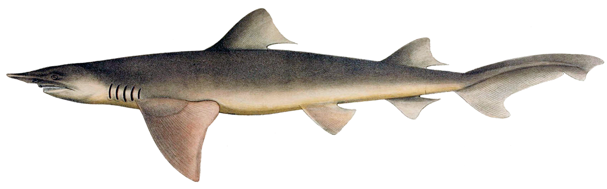 Broadfin shark (Lamiopsis temminckii)