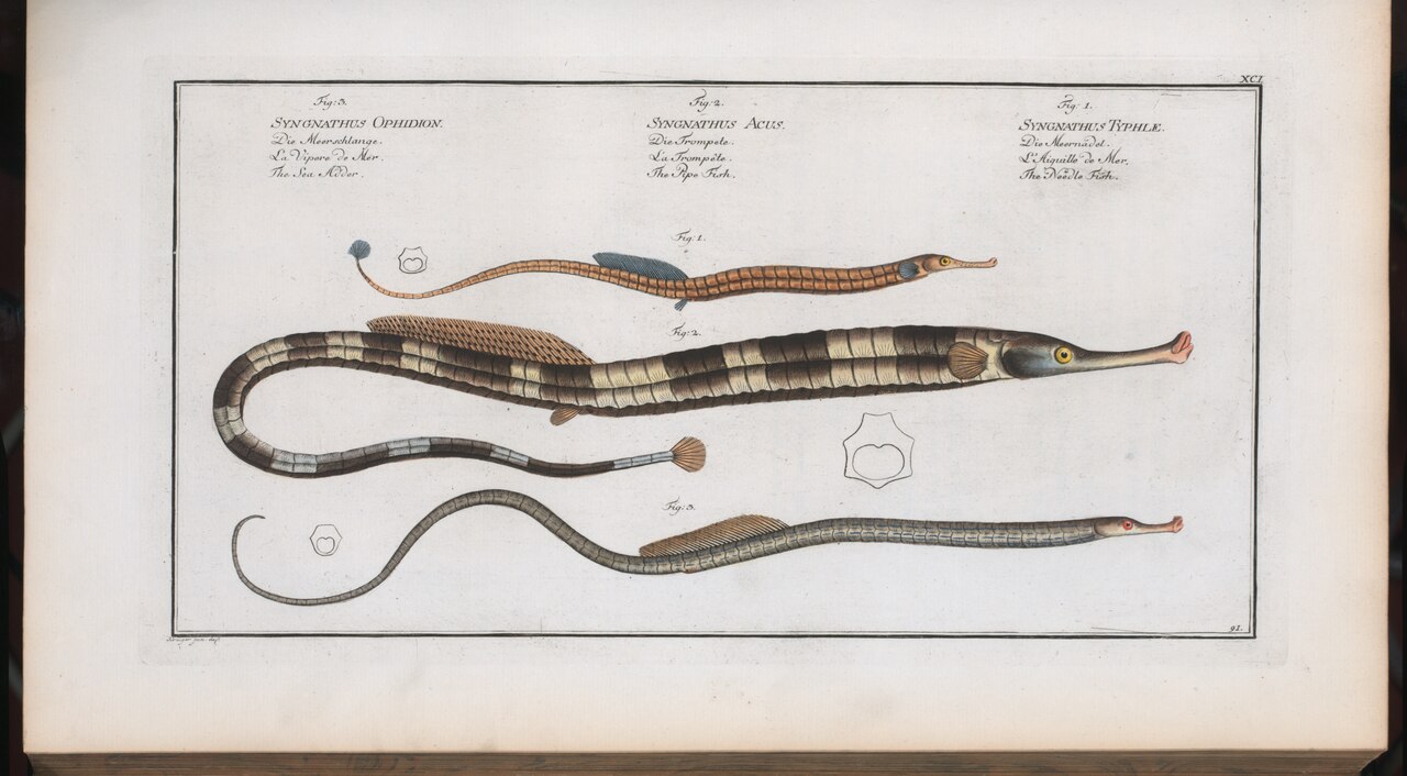 Broadnosed pipefish (Syngnathus typhle)