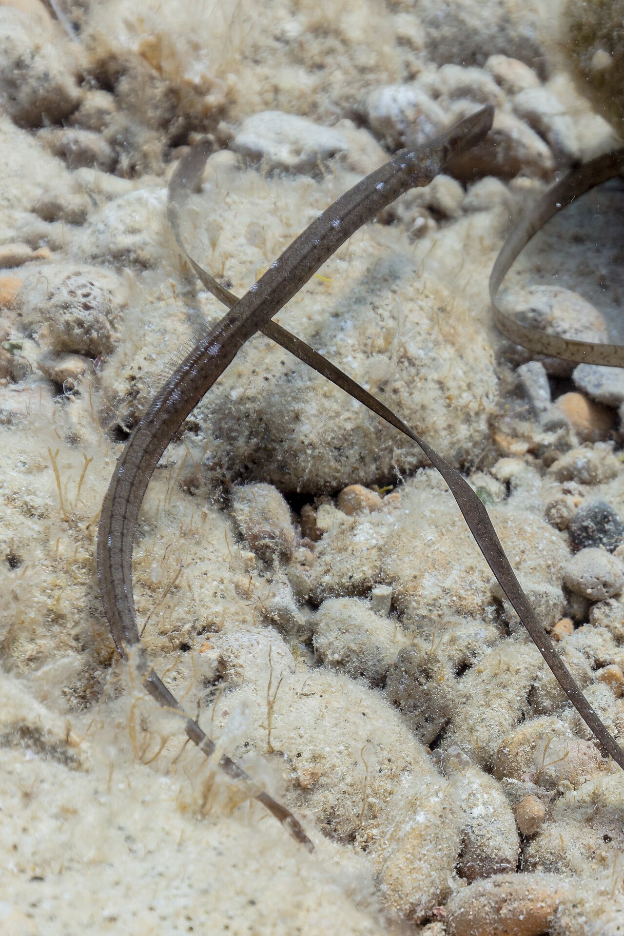 Broadnosed pipefish (Syngnathus typhle)