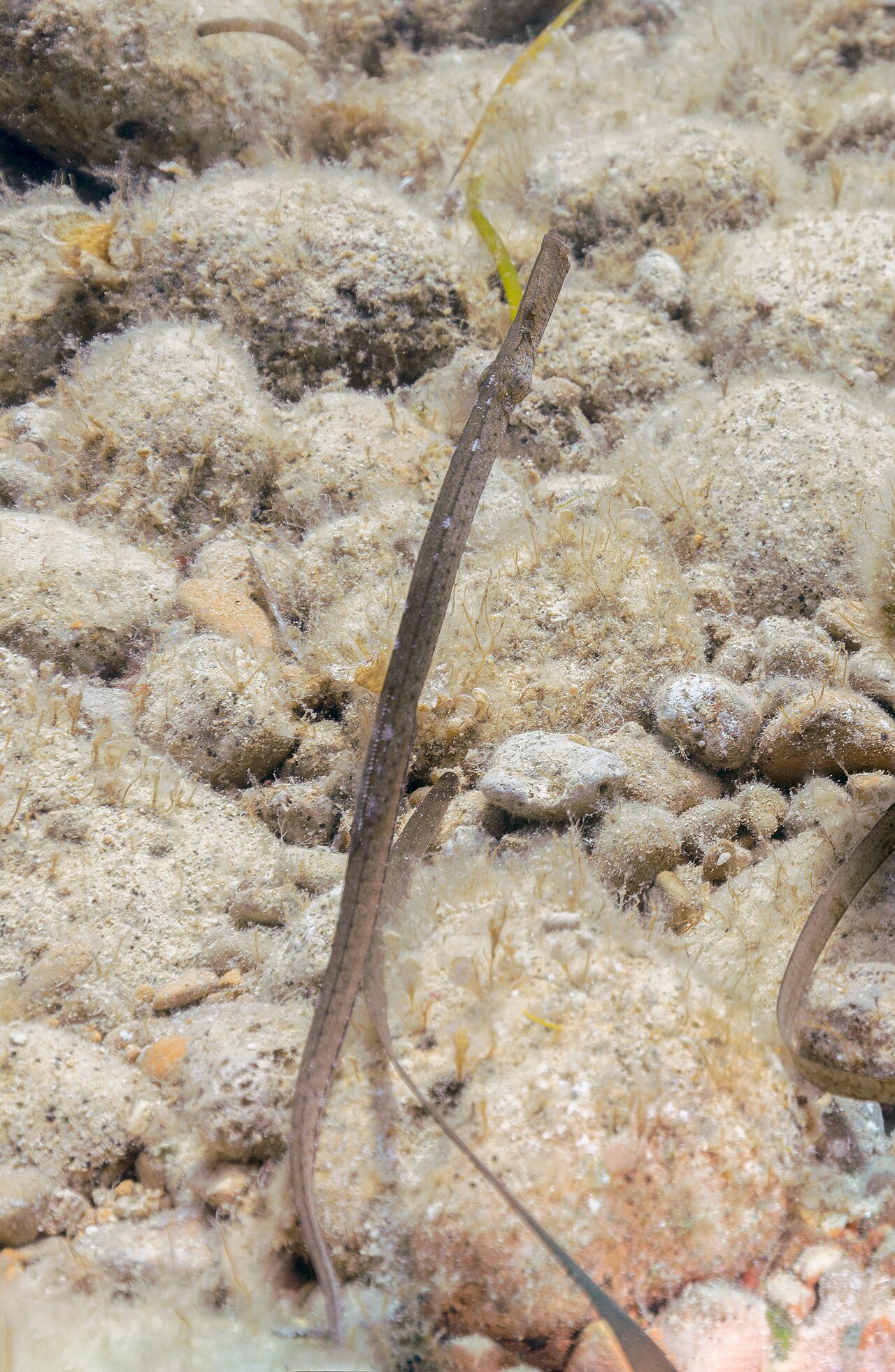 Broadnosed pipefish (Syngnathus typhle)