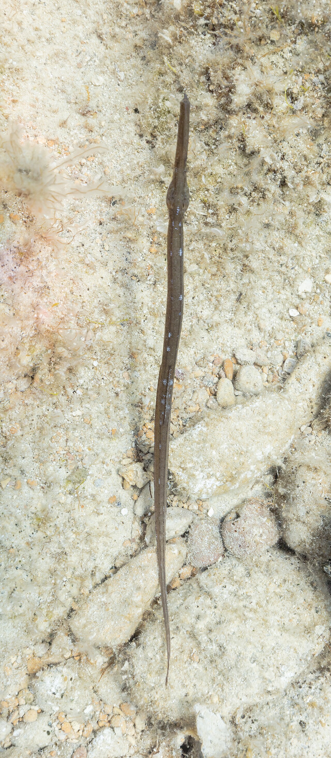 Broadnosed pipefish (Syngnathus typhle)