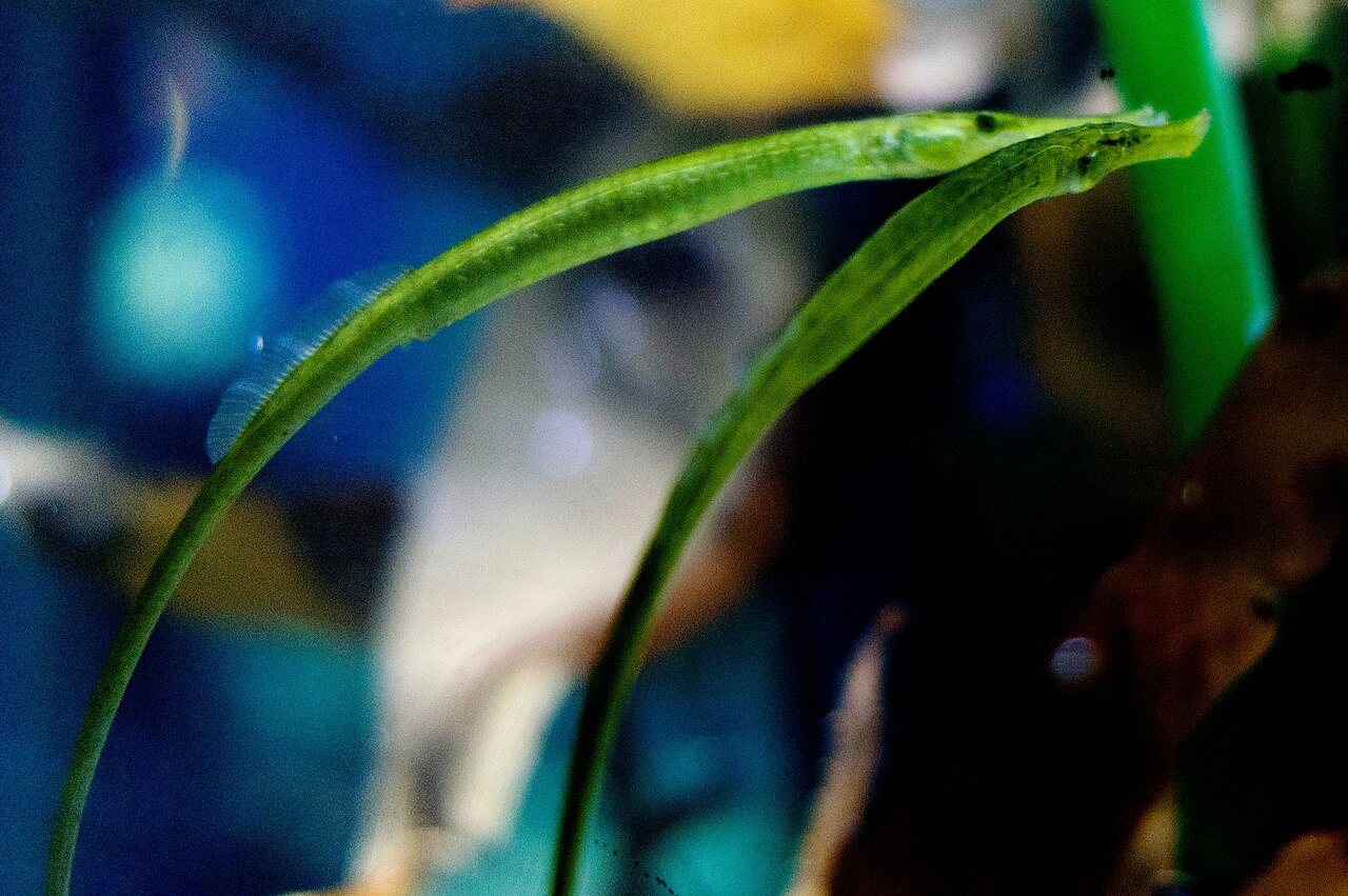 Broadnosed pipefish (Syngnathus typhle)