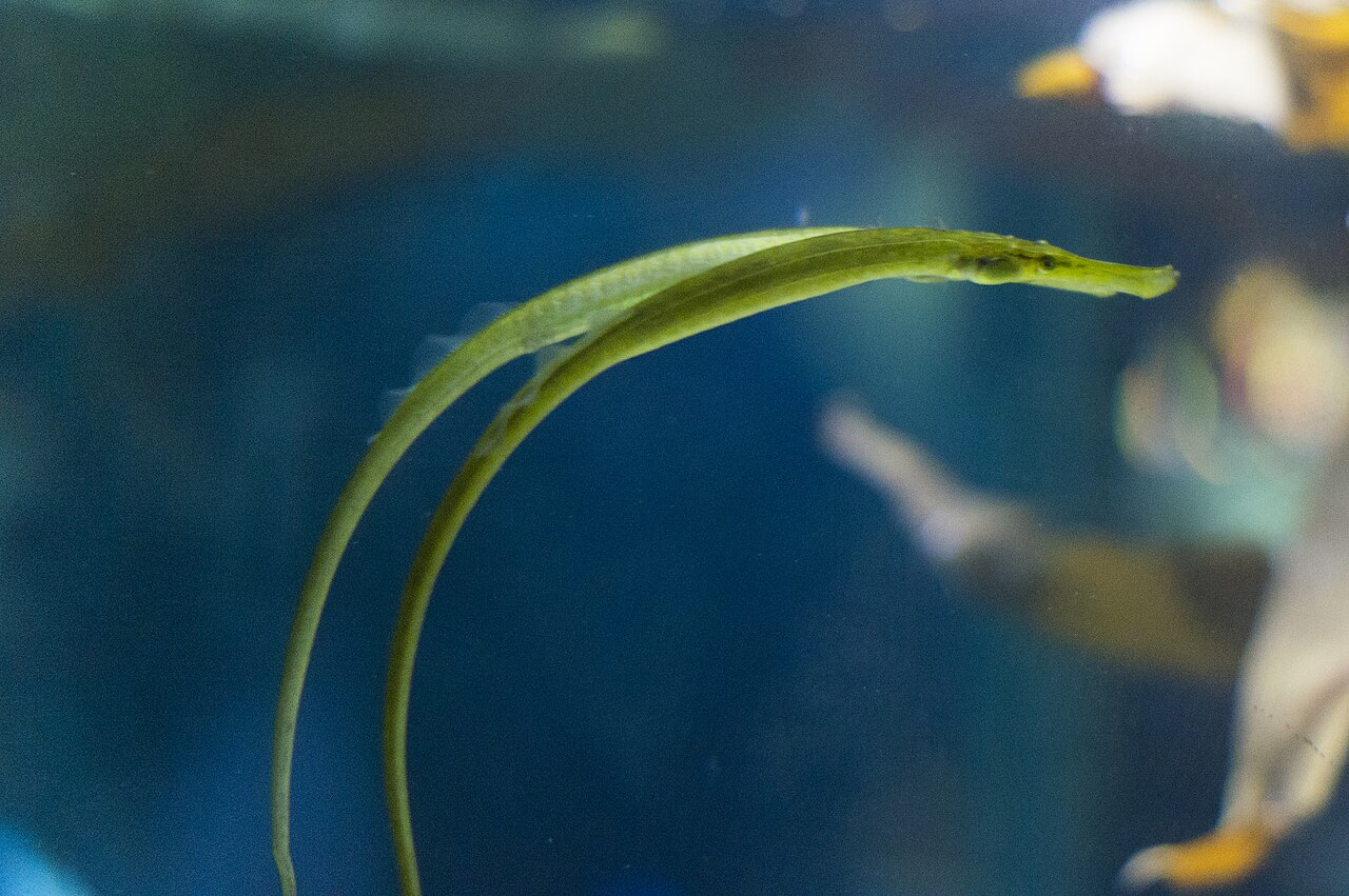 Broadnosed pipefish (Syngnathus typhle)