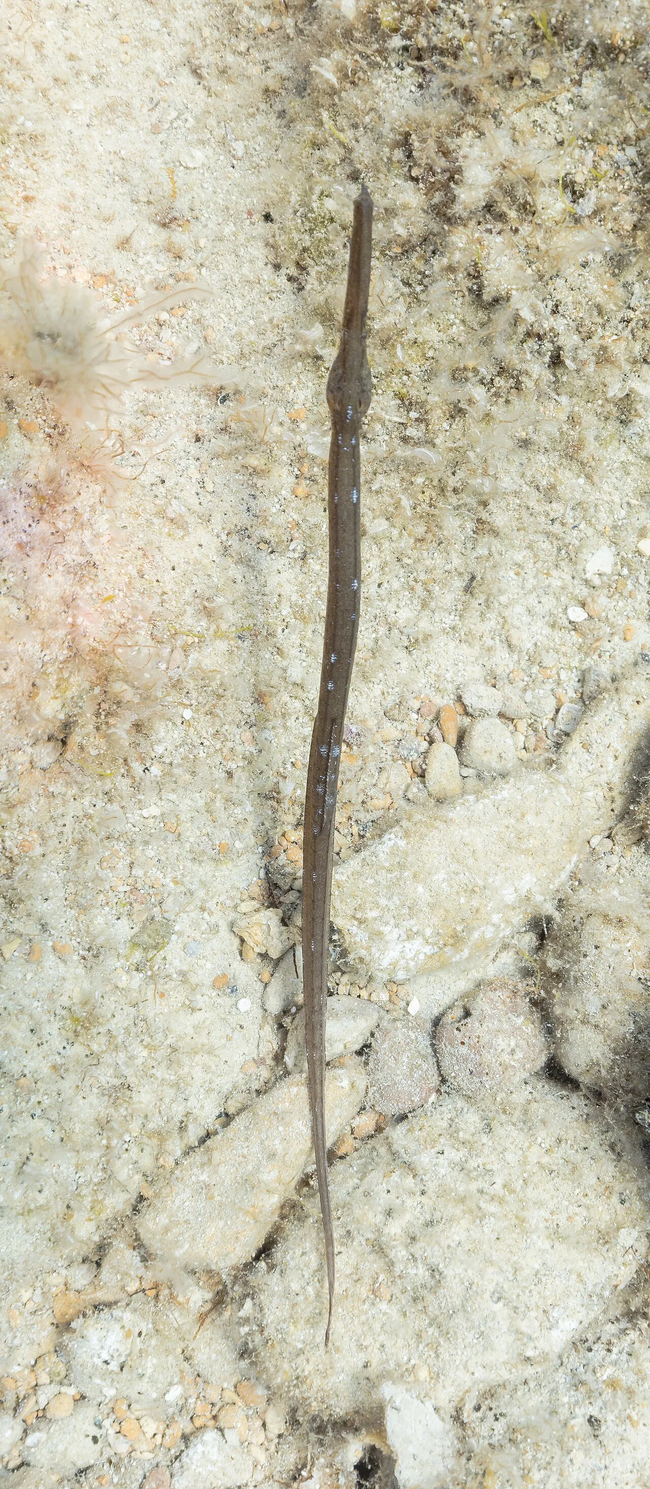 Broadnosed pipefish (Syngnathus typhle)