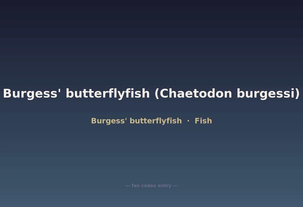 Burgess' butterflyfish (Chaetodon burgessi)