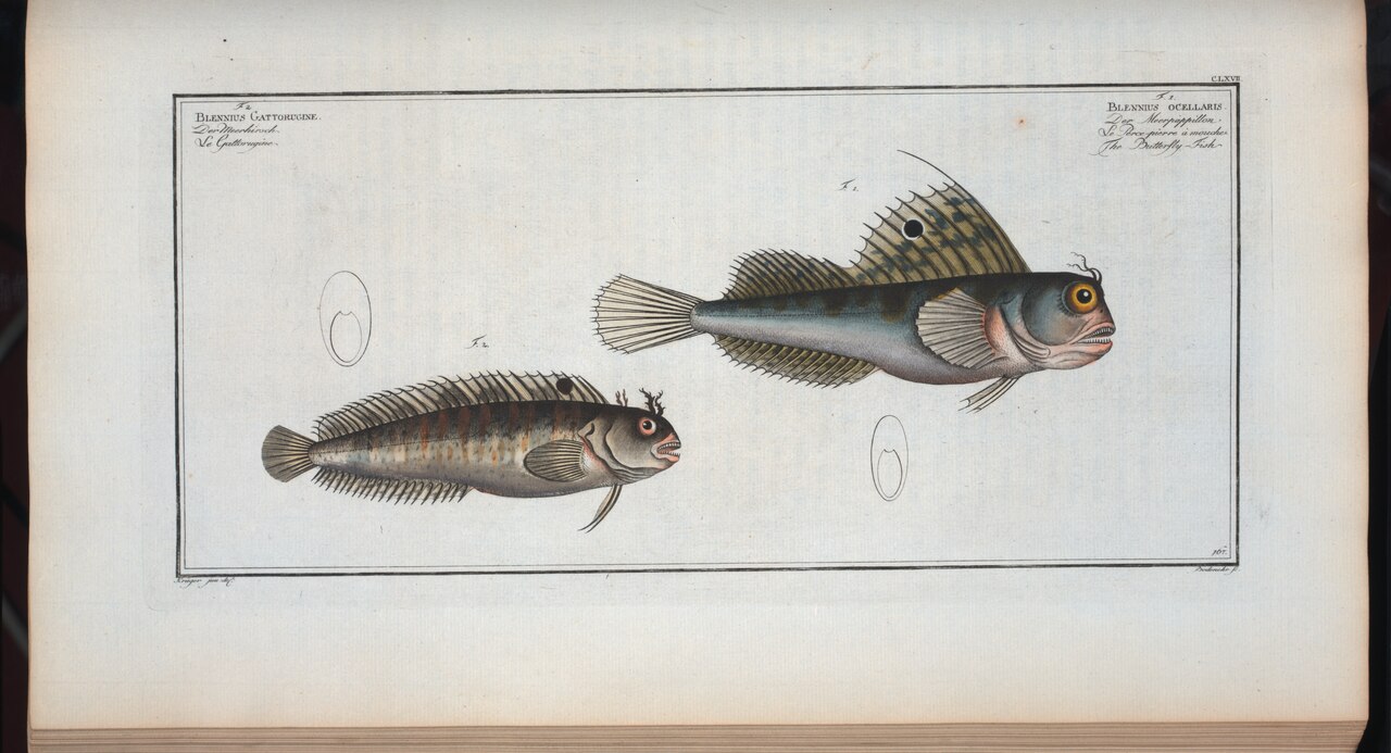Butterfly blenny (Blennius ocellaris)