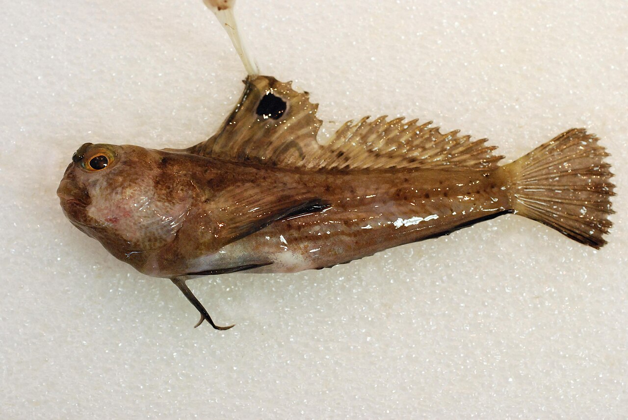 Butterfly blenny (Blennius ocellaris)