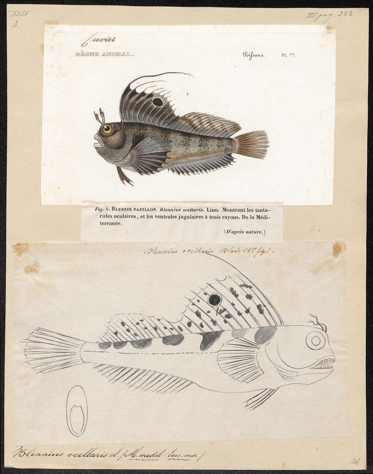 Butterfly blenny (Blennius ocellaris)