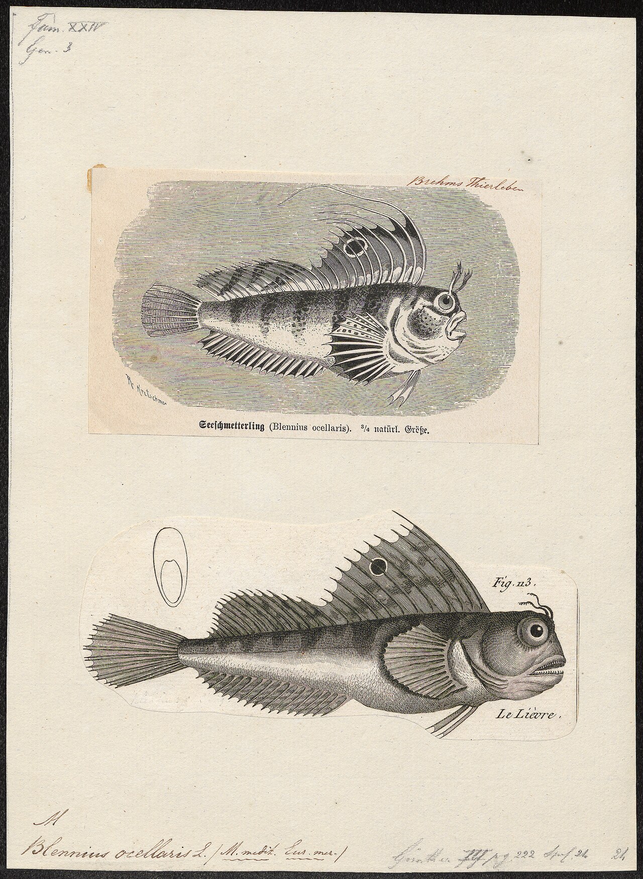 Butterfly blenny (Blennius ocellaris)