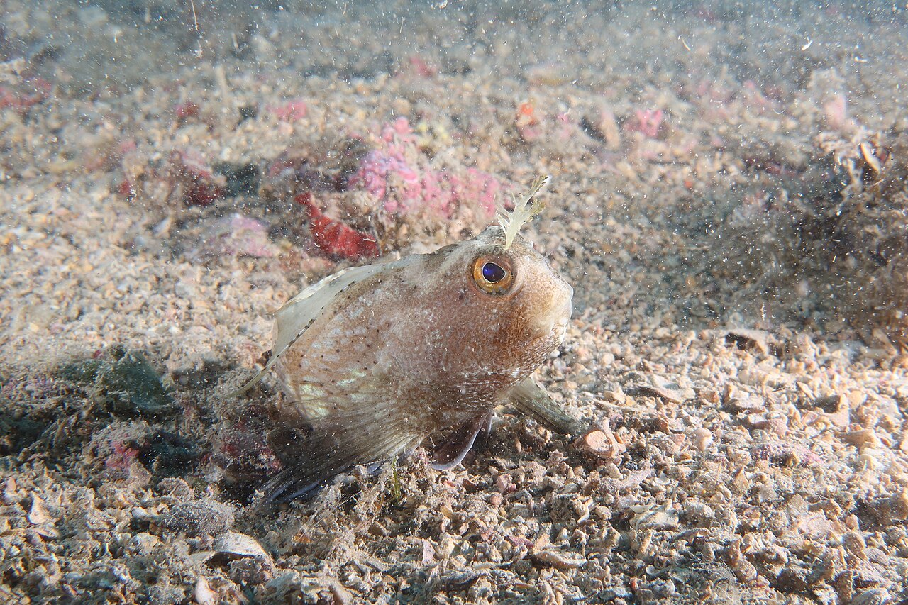 Butterfly blenny (Blennius ocellaris)