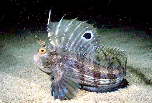 Butterfly blenny (Blennius ocellaris)