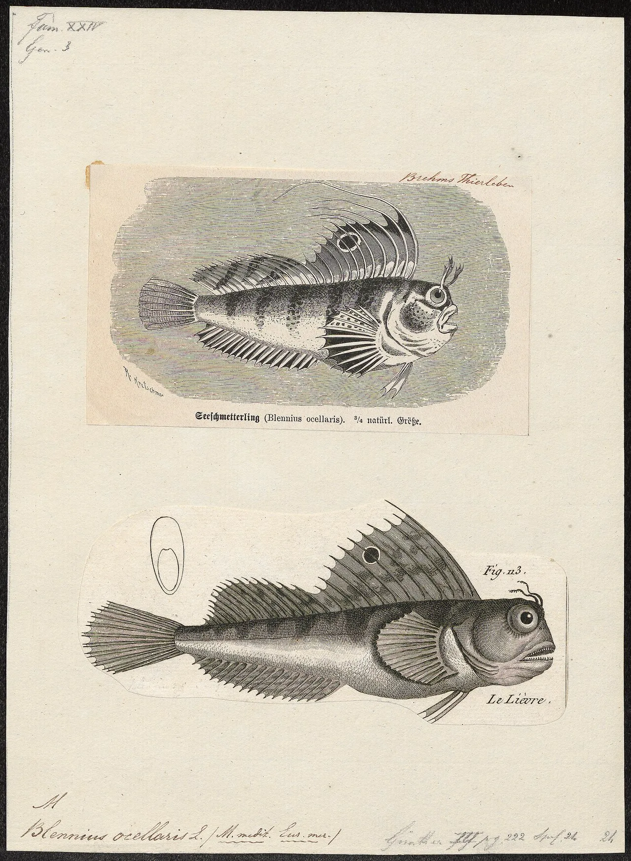 Butterfly blenny (Blennius ocellaris)
