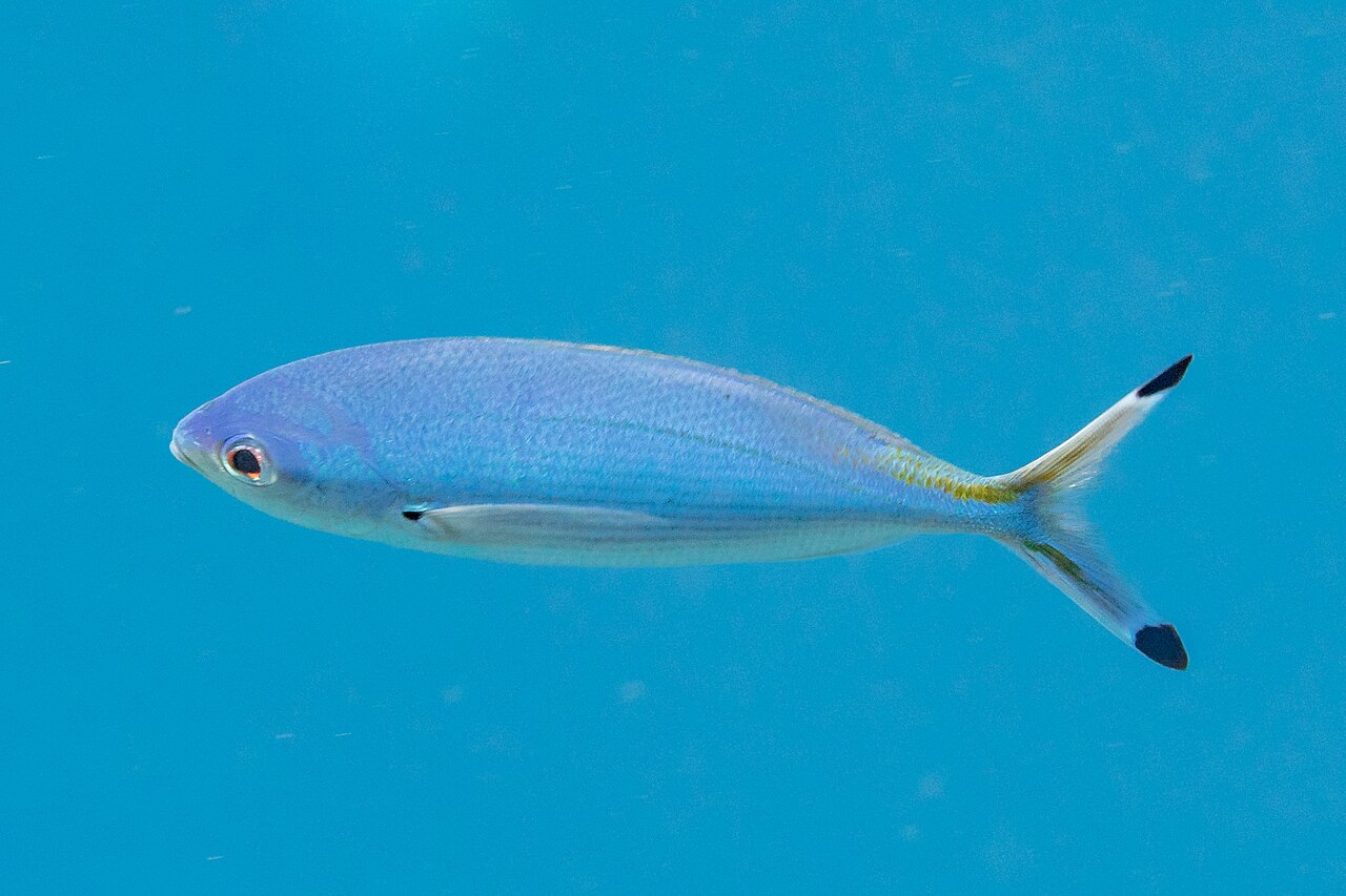 Suez fusilier (Caesio suevica)