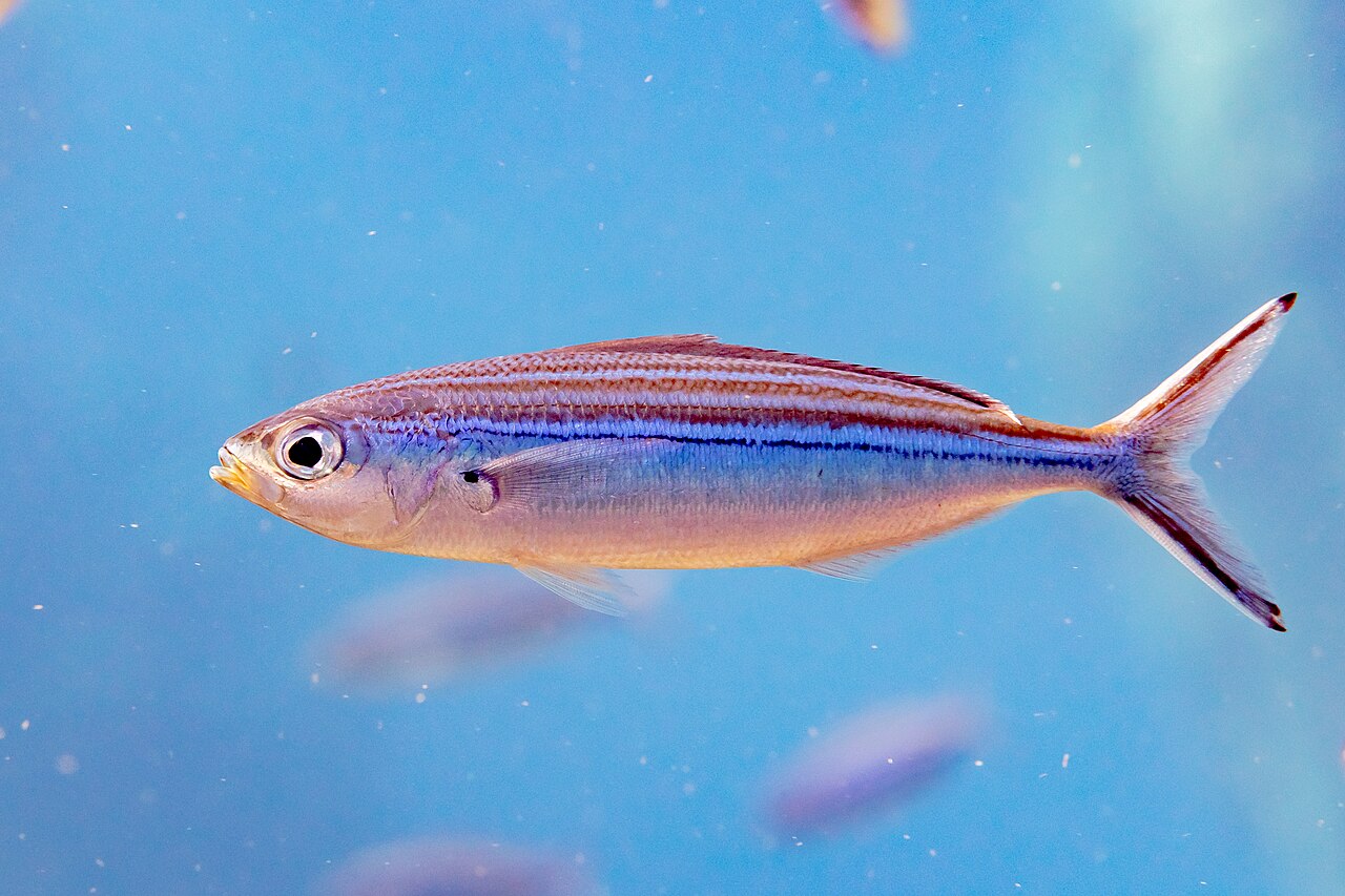 Suez fusilier (Caesio suevica)