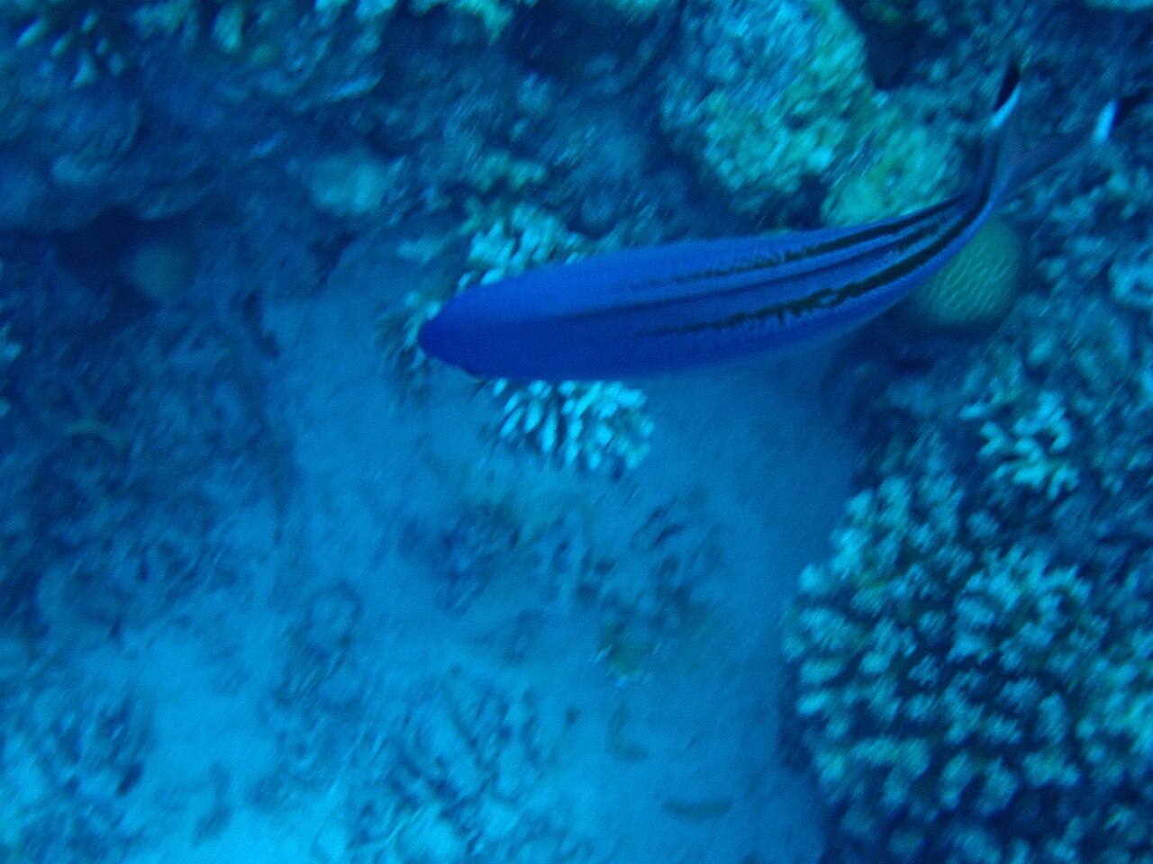 Variable-lined fusilier (Caesio varilineata)