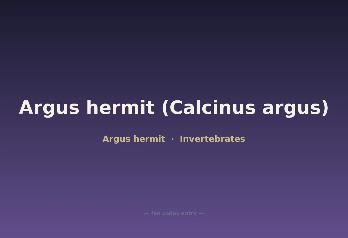 Argus hermit (Calcinus argus)