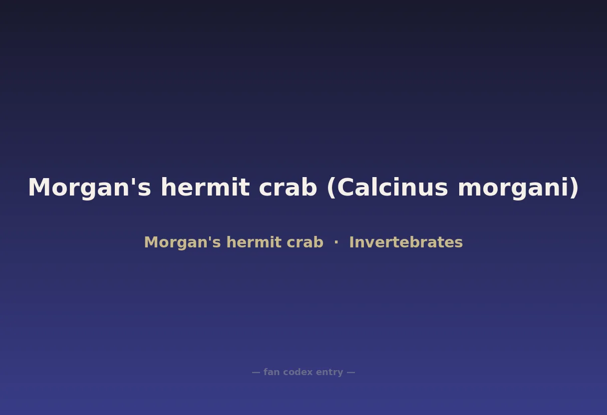 Morgan's hermit crab (Calcinus morgani)