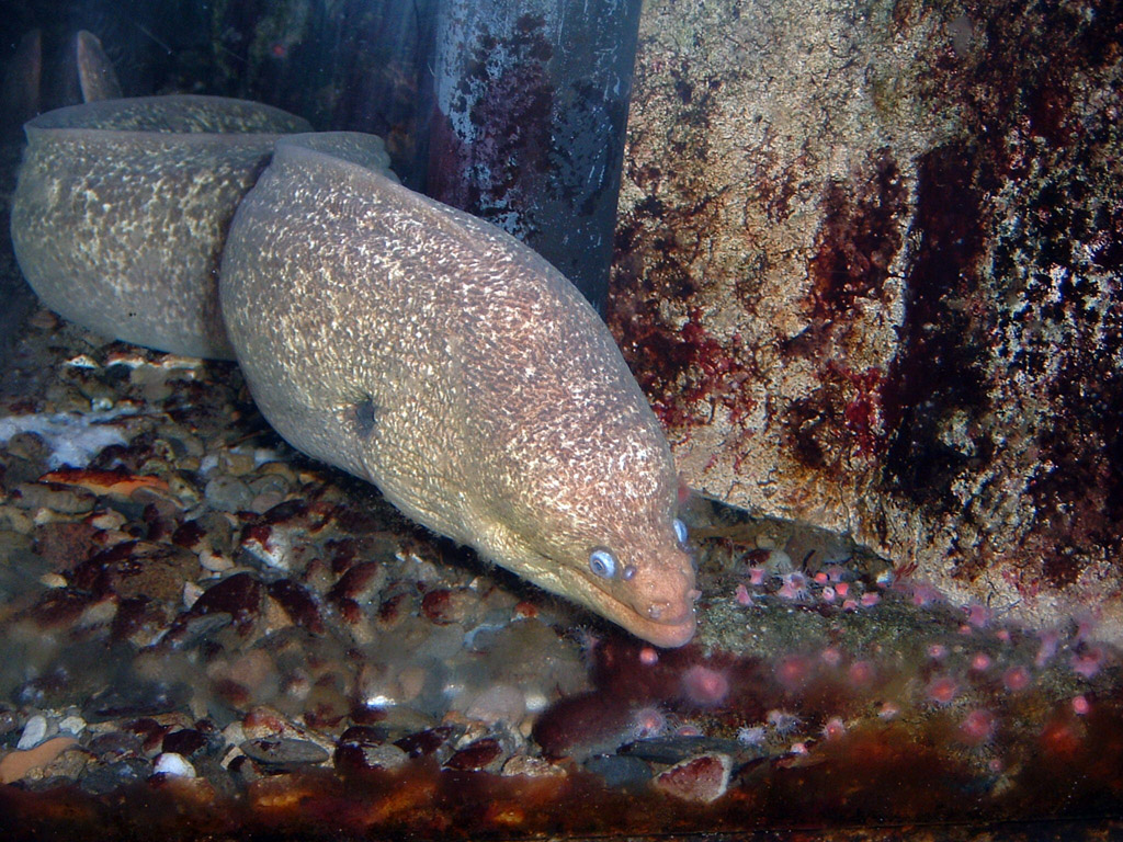 California moray (Gymnothorax mordax)