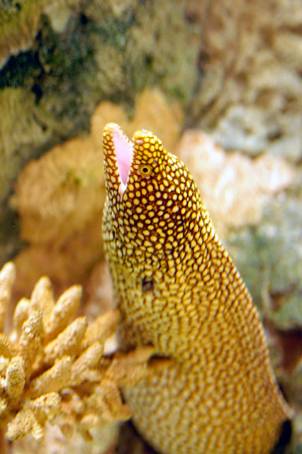 California moray (Gymnothorax mordax)