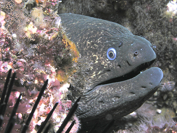 California moray (Gymnothorax mordax)