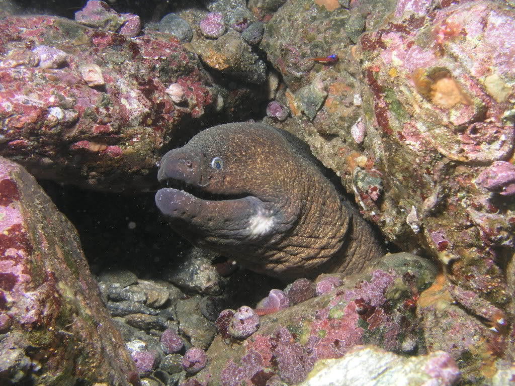 California moray (Gymnothorax mordax)