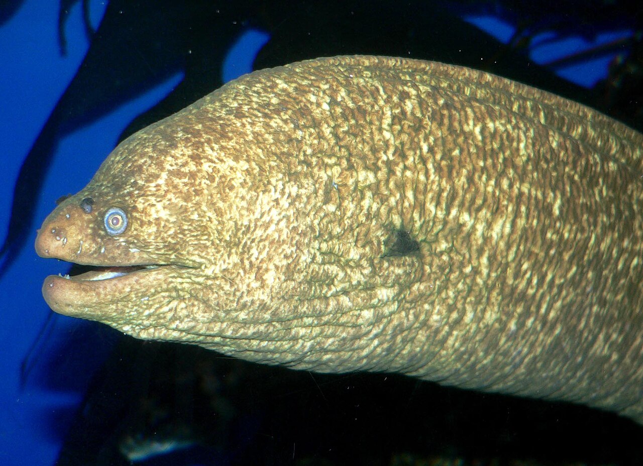 California moray (Gymnothorax mordax)