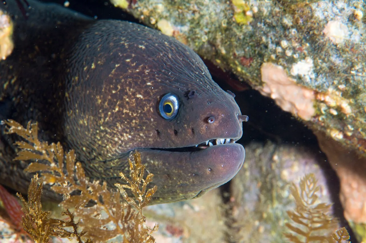 California moray (Gymnothorax mordax)