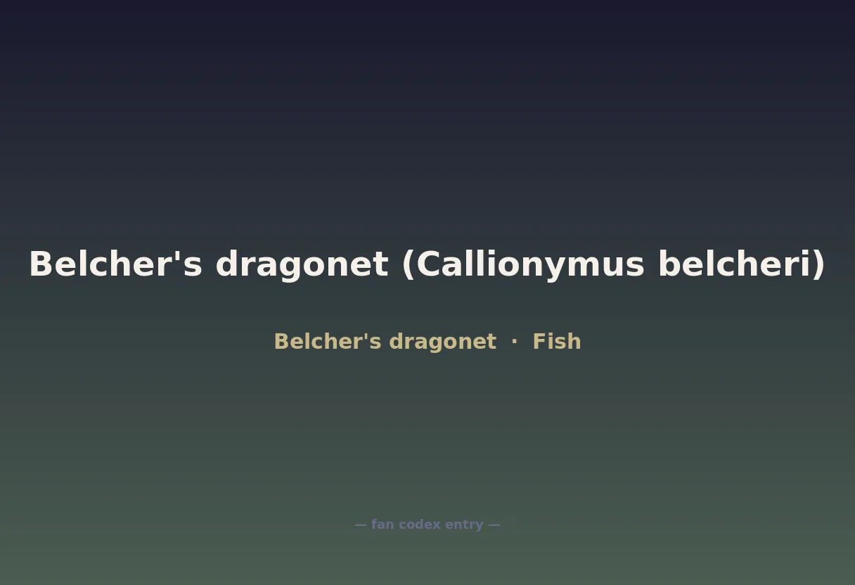 Belcher's dragonet (Callionymus belcheri)