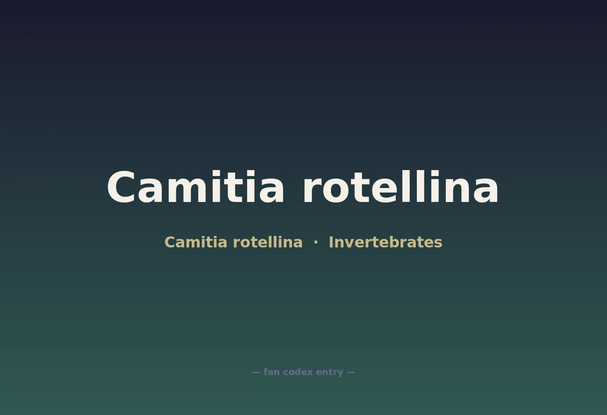 Camitia rotellina