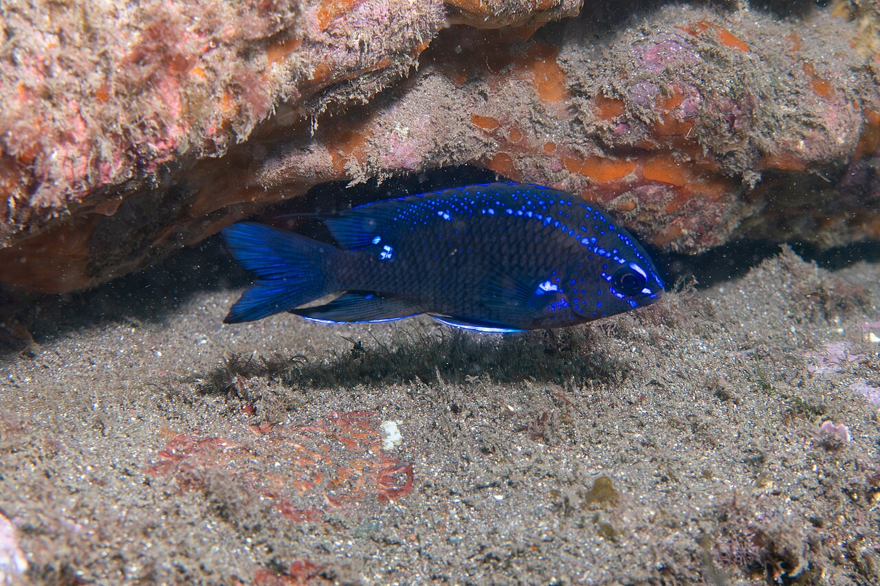 Canary damsel (Similiparma lurida)