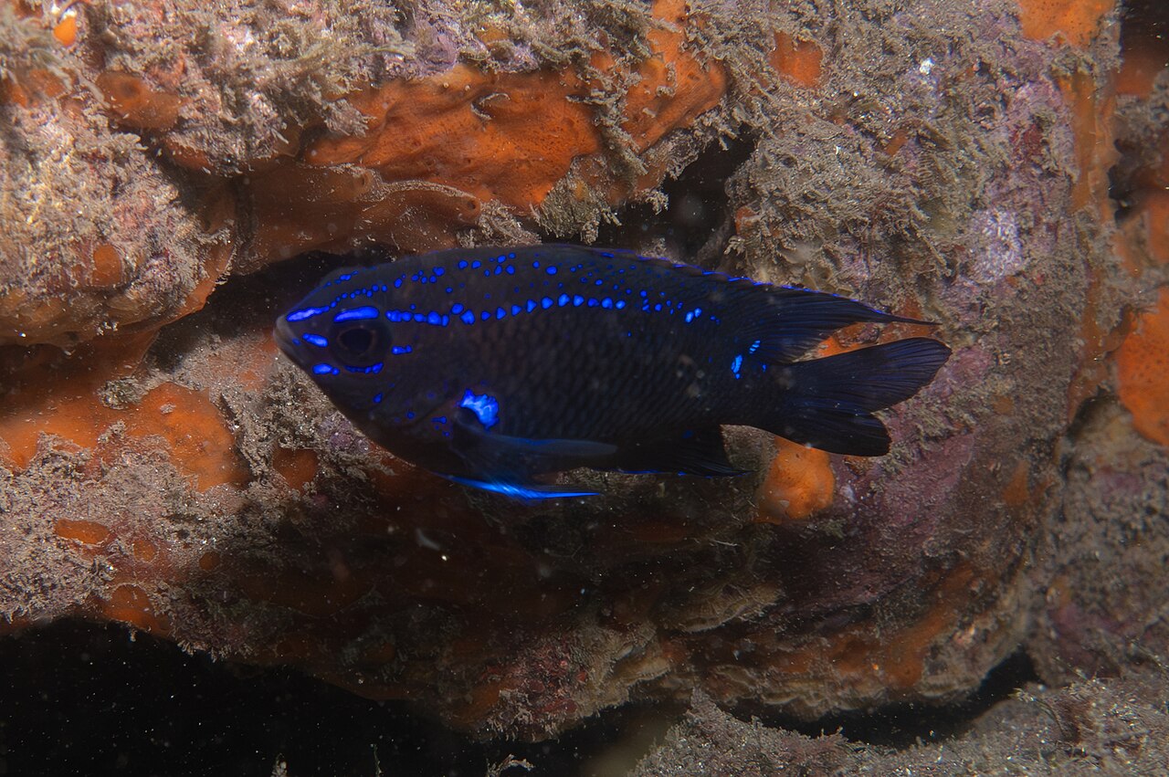 Canary damsel (Similiparma lurida)