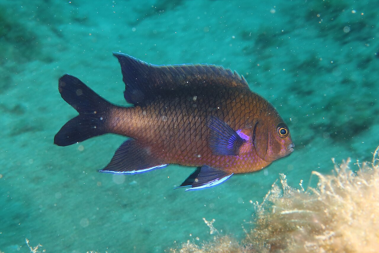 Canary damsel (Similiparma lurida)