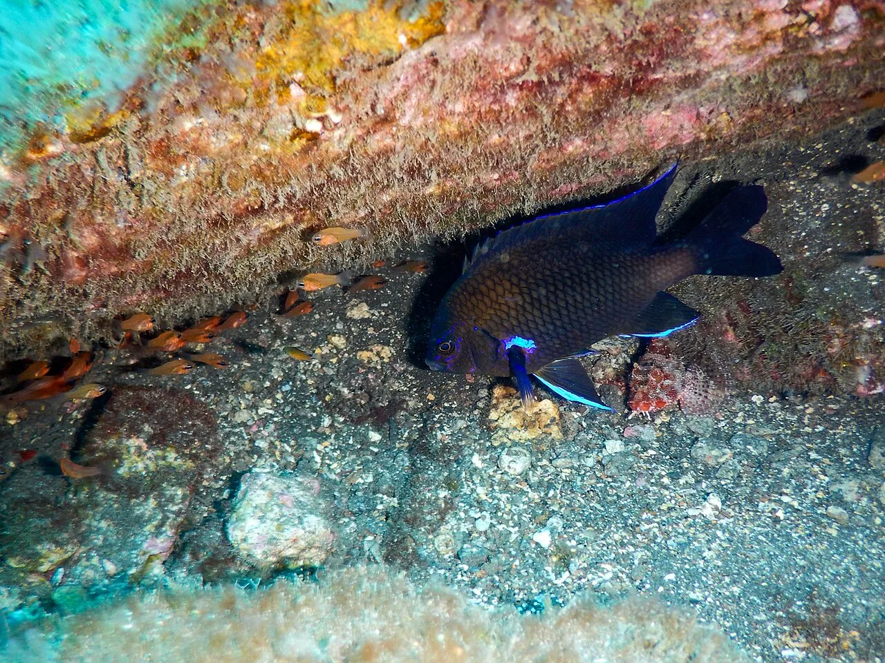Canary damsel (Similiparma lurida)
