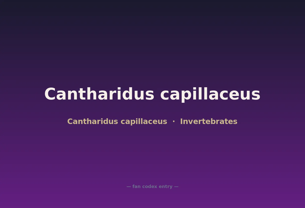 Cantharidus capillaceus
