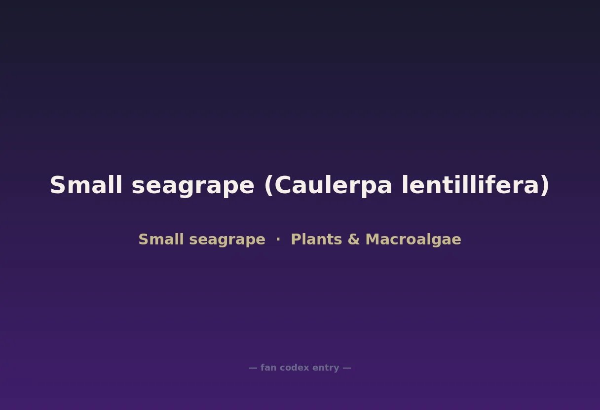 Small seagrape (Caulerpa lentillifera)