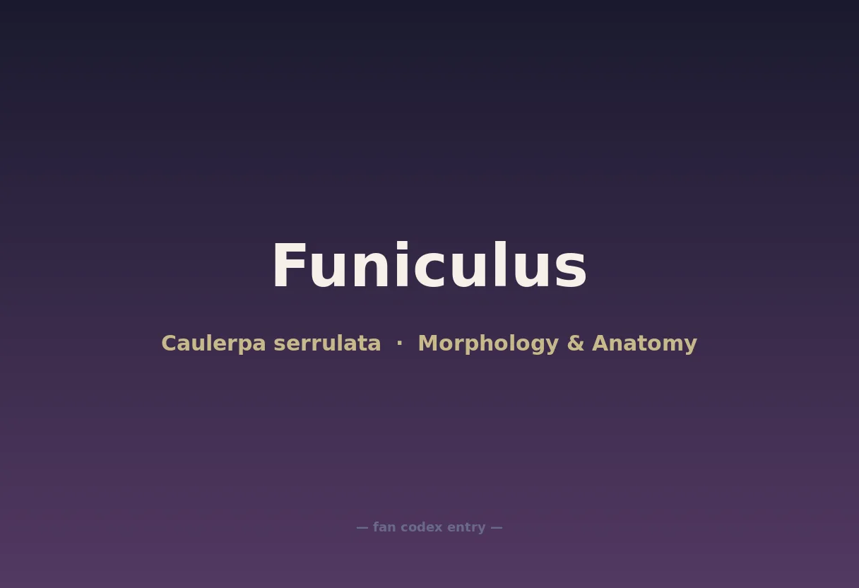 Funiculus