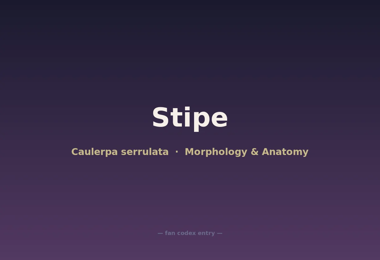 Stipe