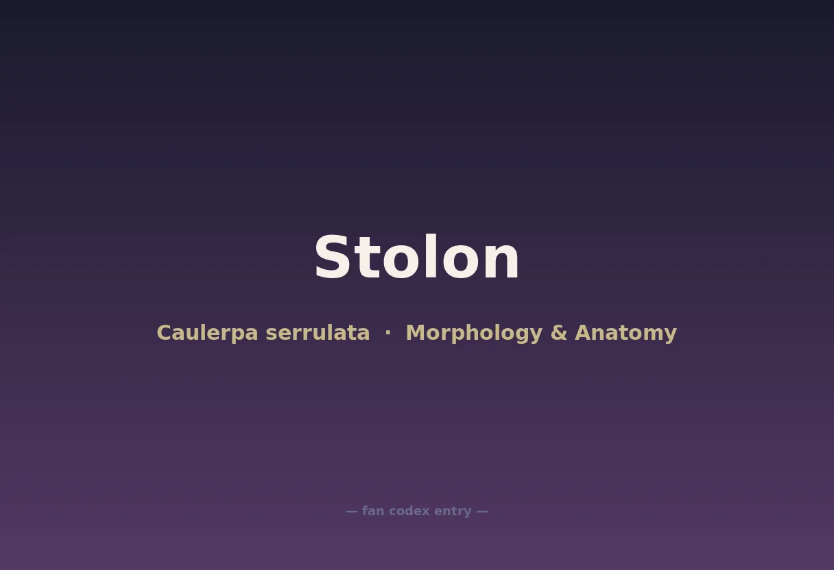 Stolon