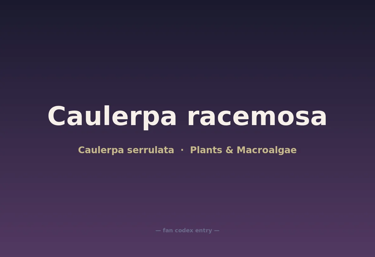 Caulerpa racemosa