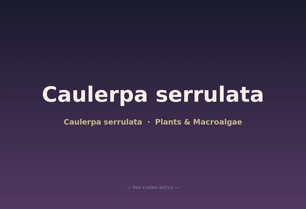 Caulerpa serrulata