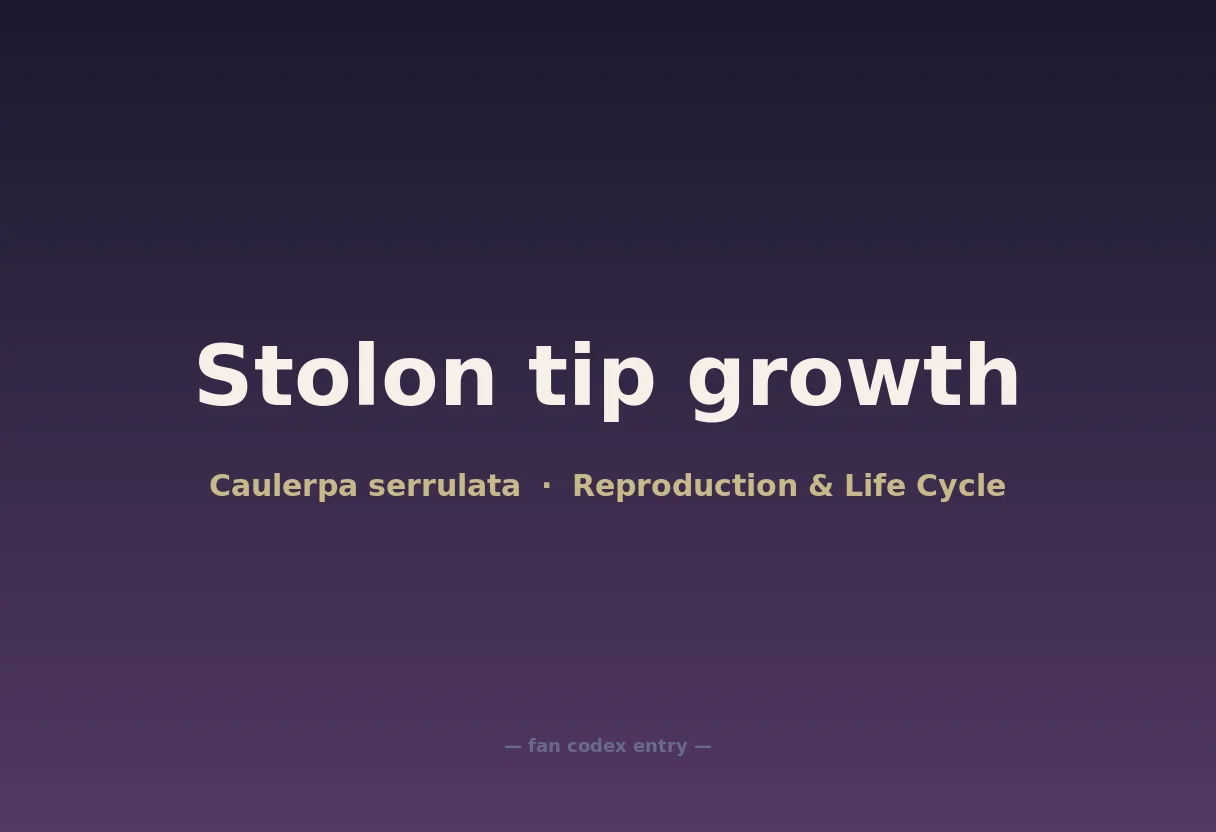 Stolon tip growth