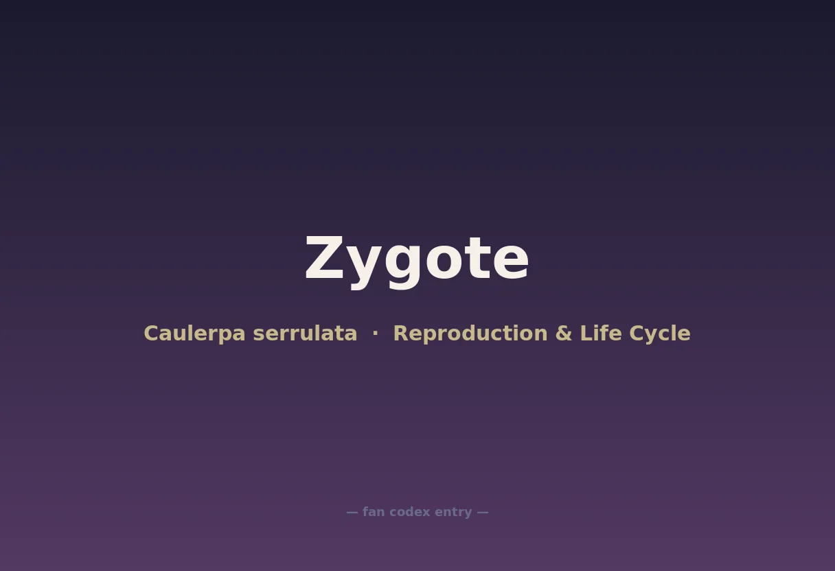 Zygote